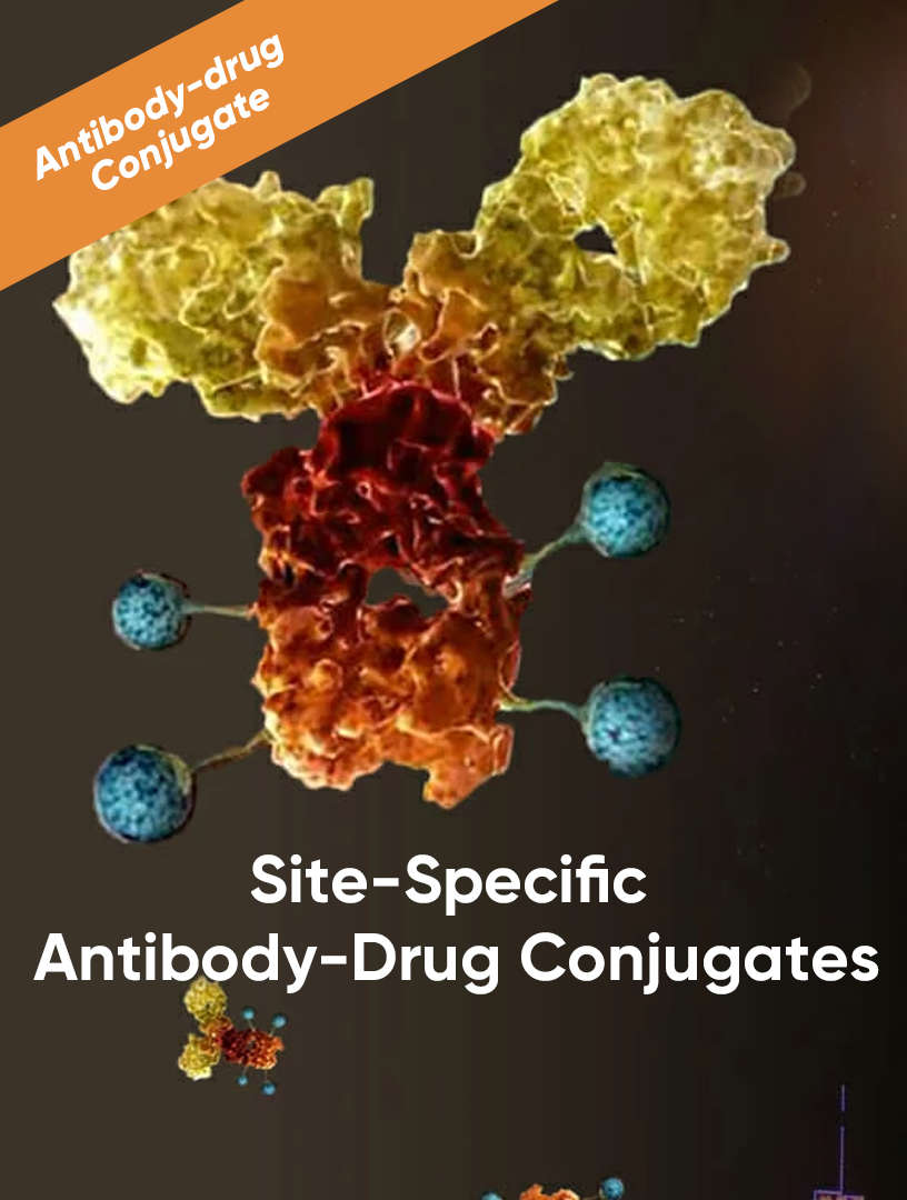 Site-Specific Antibody-Drug Conjugates