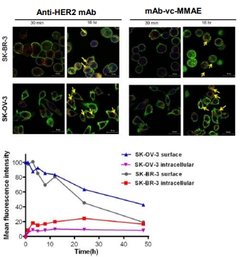 A microscopy image showing the process of antibody internalization into cells for ADC analysis.