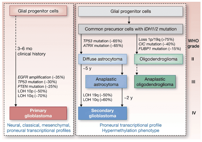 Genetic pathways to primary and secondary glioblastomas.