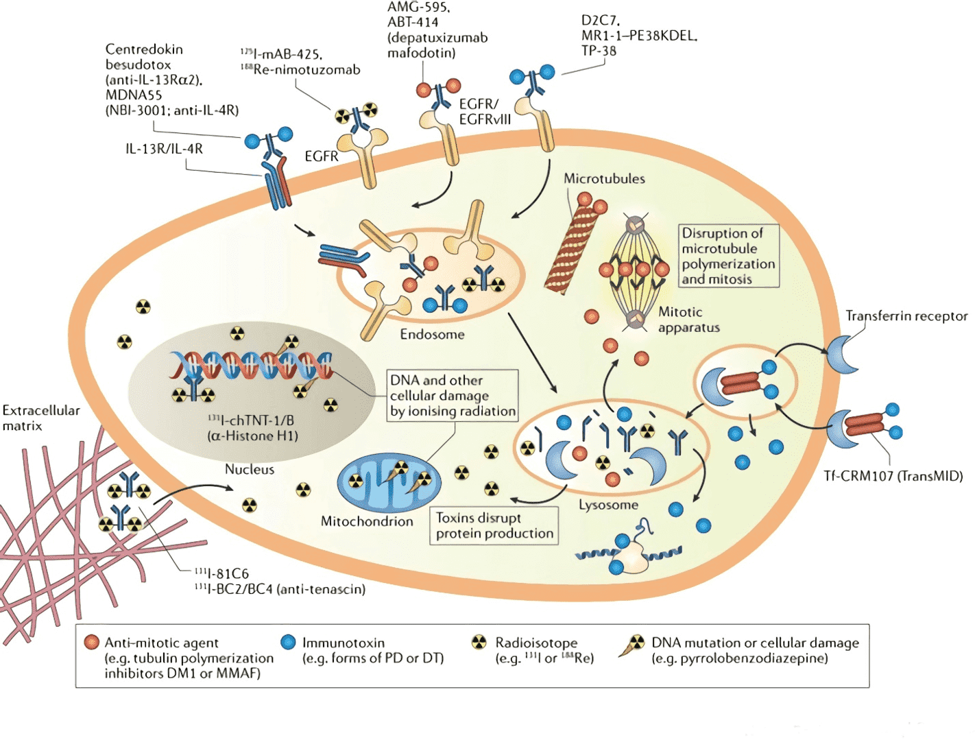ADC therapies and their mechanisms of action.