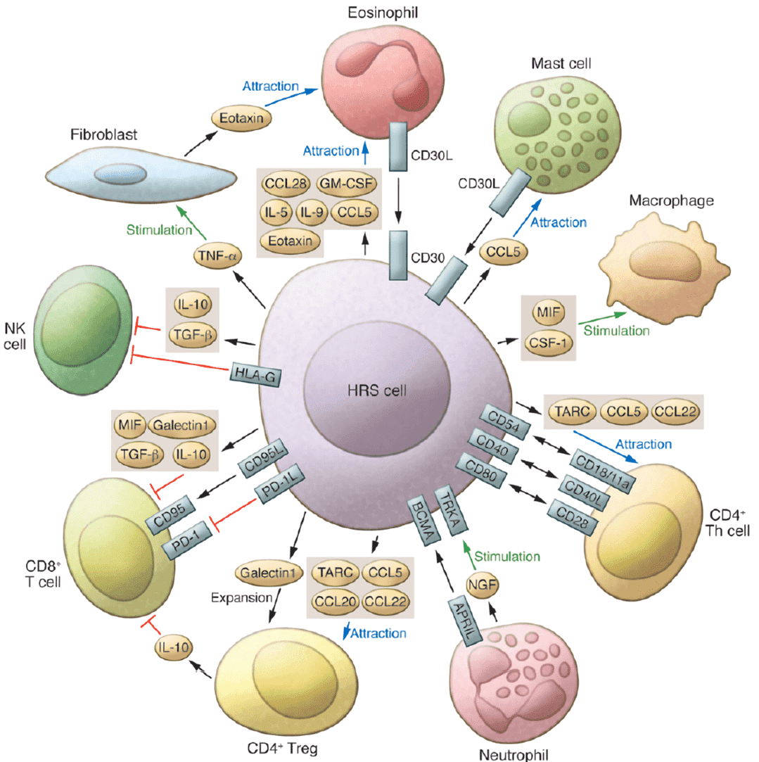 Cellular interactions in the HL microenvironment.
