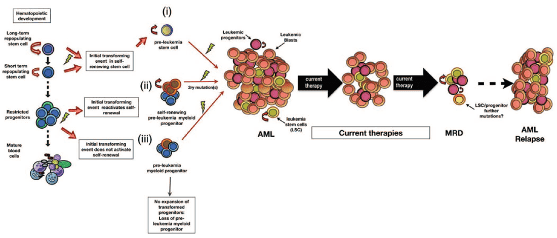 ADC Development for Leukemia