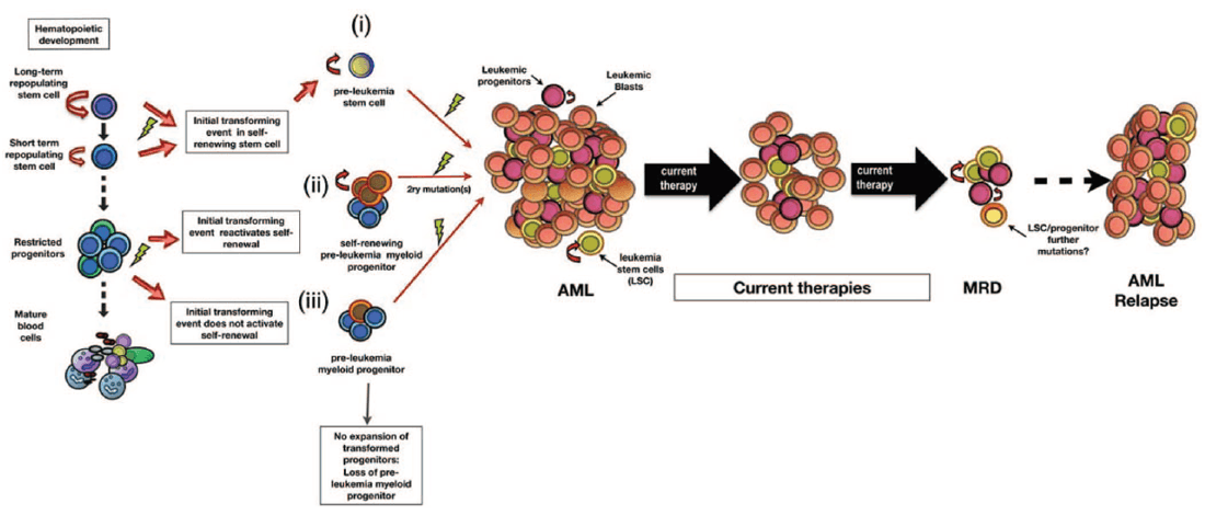 Model of leukemogenesis.