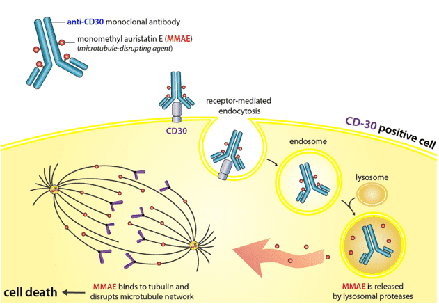 Fig.1 A schematic diagram on the mechanism of action of brentuximab vedotin. (OA Literature)