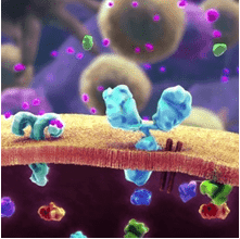 ADC Development for Leukemia