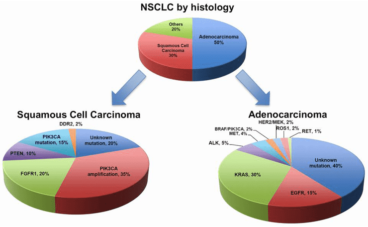 NSCLC by histology and mutations.