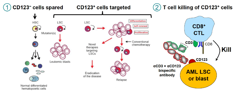 Bispecific mechanism recruits cytotoxic T cells to kill AML stem cells & blasts.