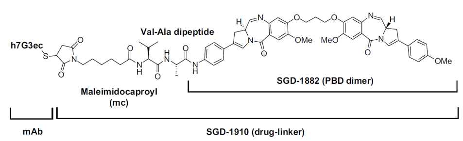 Chemical structure of SGN-CD123A, comprised of the monoclonal antibody h7G3ec and drug linker (SGD-1910). 