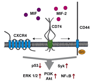 CD74 functions as a receptor for the cytokines macrophage migration inhibitory factor (MIF) and MIF-2. 