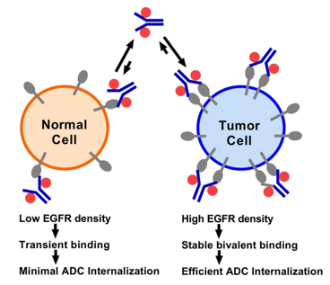  Strategy to develop an effective anti-EGFR ADC. 