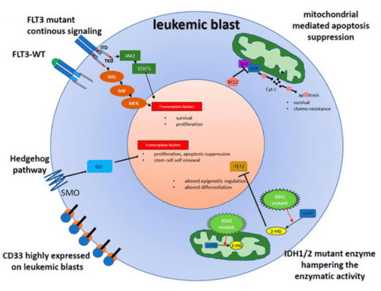 Fig.1 A schematic about abnormal leukemia cell proliferation and potential drug signaling schematic. (OA Literature)