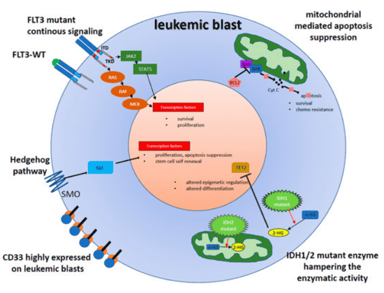 Schematic illustration of aberrant and potentially druggable signaling in leukemic blasts leading to cellular proliferation and survival advantage in AML. 