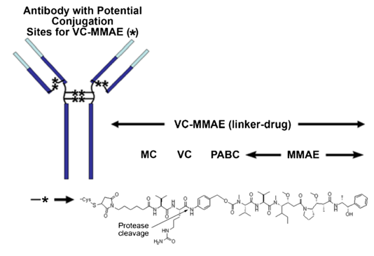 Fig.1 A schematic diagram of the chemical structure of MMAE-ADC with MC-VC-PABC connector. (OA Literature)