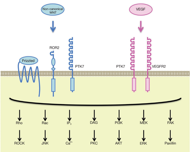 PTK7 in WNT and vascular endothelial growth factor (VEGF) signaling.