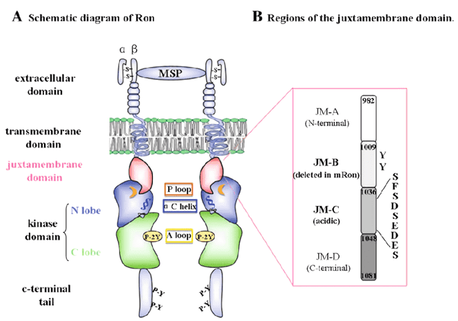 Fig.1 A schematic diagram about the structural domains of the RON receptor. (OA Literature)