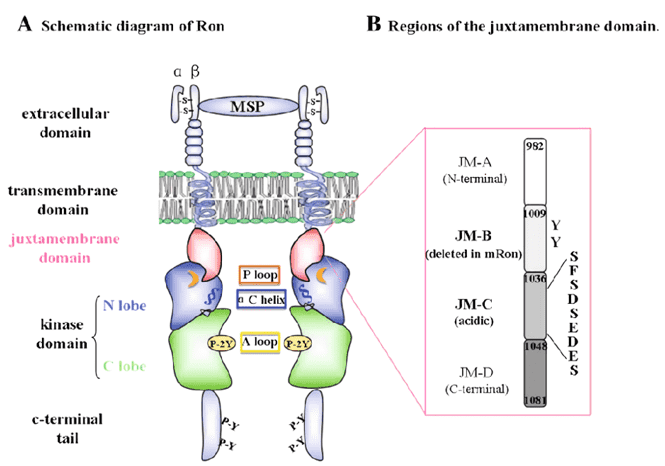 Schematic diagram of the RON receptor.