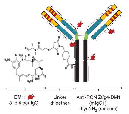  Structure of anti-RON ADC Zt/g4-DM1.