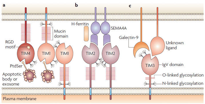 TIM family proteins and their ligands. 