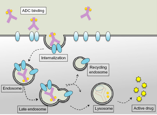 Mechanism of action of ADCs.