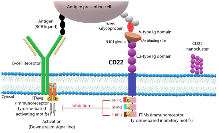 Fig.1 A schematic diagram of the structure and signalling pathway of CD22. (OA Literature)