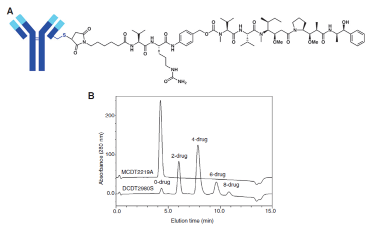 Description of DCDT2980S. A, structure of DCDT2980S. Only one MC-vc-MMAE attached to an interchain disulfide bond linker drug is shown for clarity. B, HIC chromatogram showing the drug distribution of DCDT2980. 