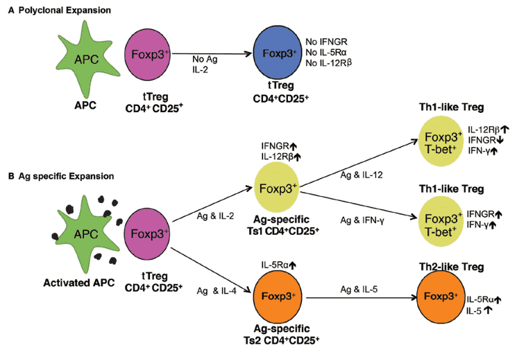Pathways of activation of naïve CD4+CD25+ T regulatory cell (Treg) (tTreg).