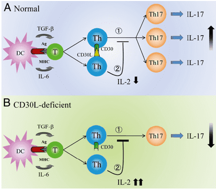 CD30L regulates Th17 differentiation. 