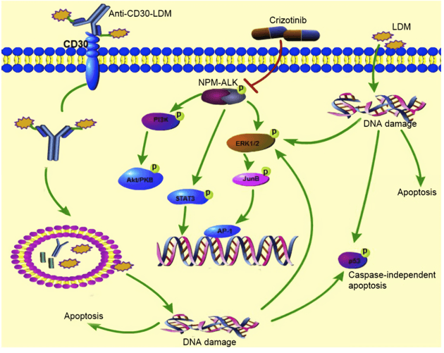 Crizotinib enhances anti-CD30-LDM induced antitumor efficacy in NPM-ALK positive anaplastic large cell lymphoma.