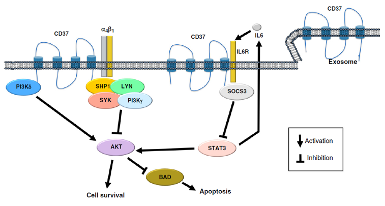 Schematic representation of the biologic role of CD37 in B cells.