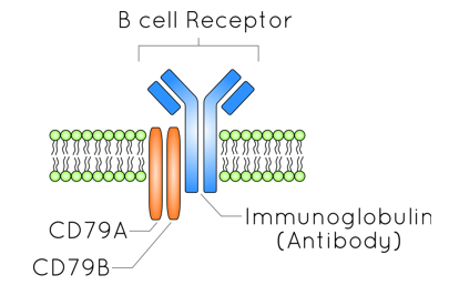 The B-cell receptor includes both CD79 and the immunoglobulin.