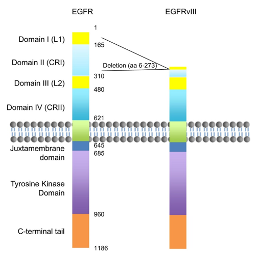 Epidermal growth factor receptor and EGFRvIII. 