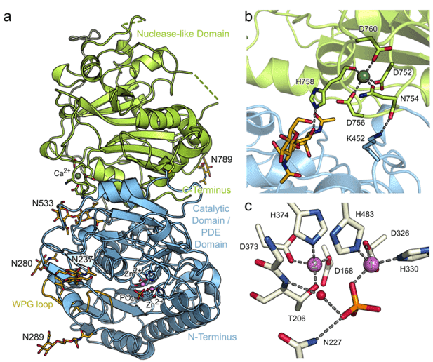 Fig.1 A schematic diagram of the crystal structure and substrate binding mode of ENPP3. (OA Literature)
