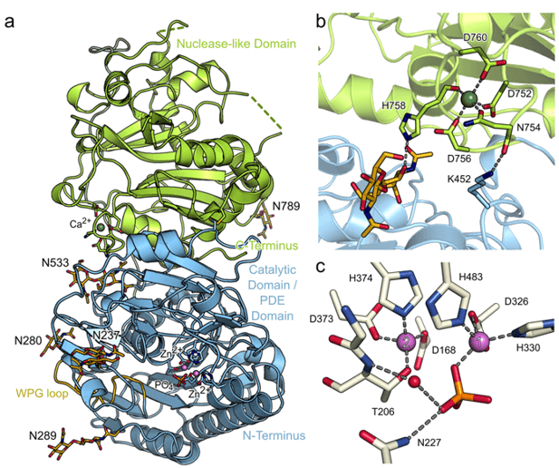 Crystal structure and substrate binding mode of ENPP3.