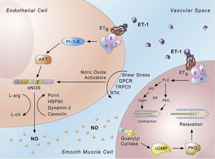 Endothelin signaling-endothelial cells. 