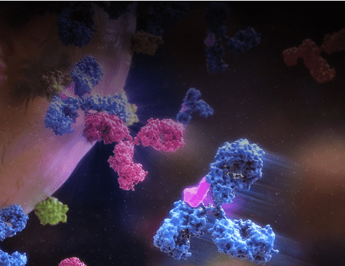 ADC Development for ly6e