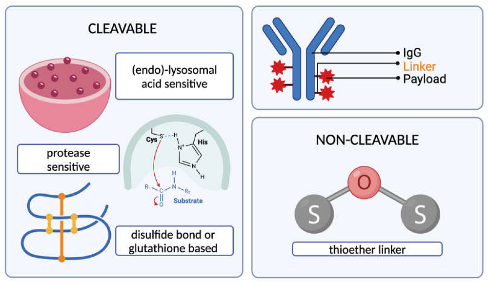 Advancements in Antibody-Drug Conjugate Technologies