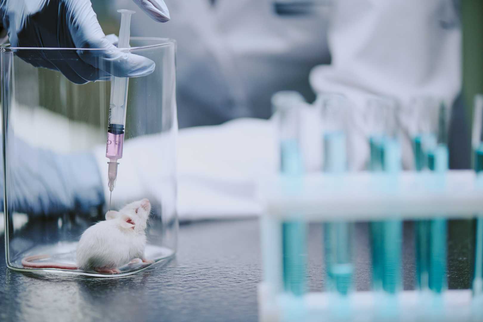 A scientist working with lab animals in a sterile environment for in vivo studies.