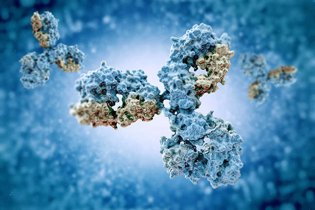 Molecular model showing antibody humanization
