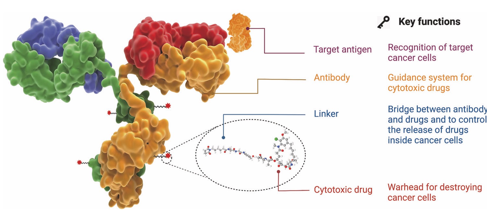 Antibody–drug Conjugate: Highly Targeted Biopharmaceutical Drug