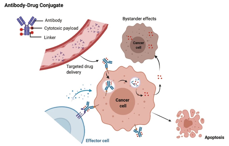 Fig. 3 The main core mechanism of action of ADCs.