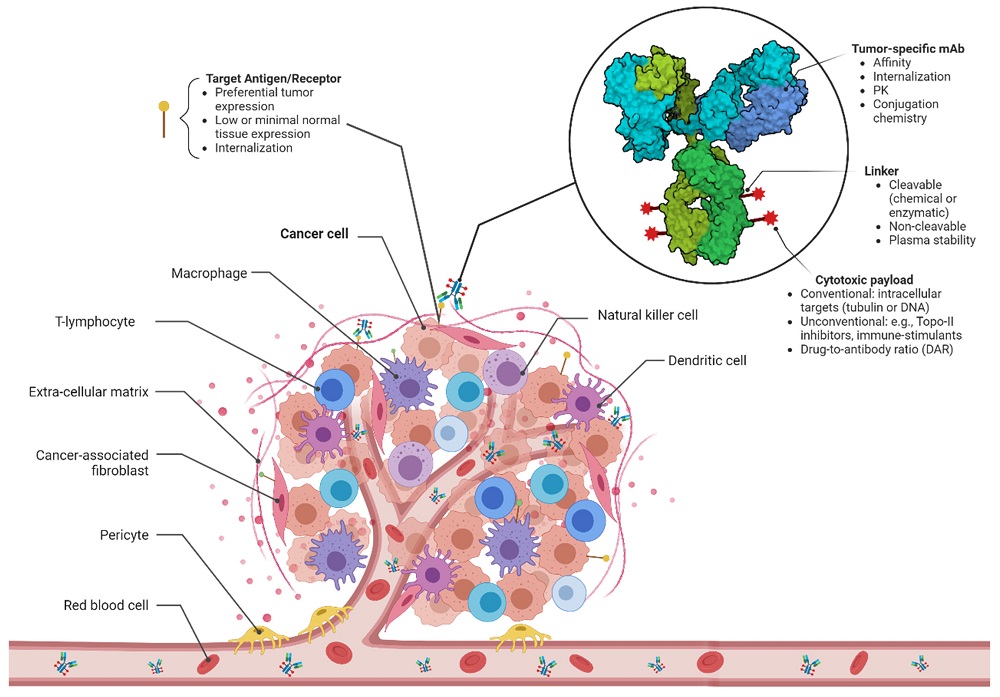 Fig. 4 ADCs for cancer therapy.