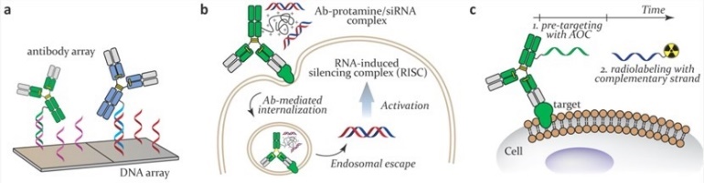 Schematic illustration of AOC applications in antibody arrays, therapeutics, and pretargeting.