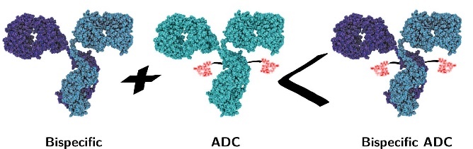 Schematic diagram of bispecific antibody structure.