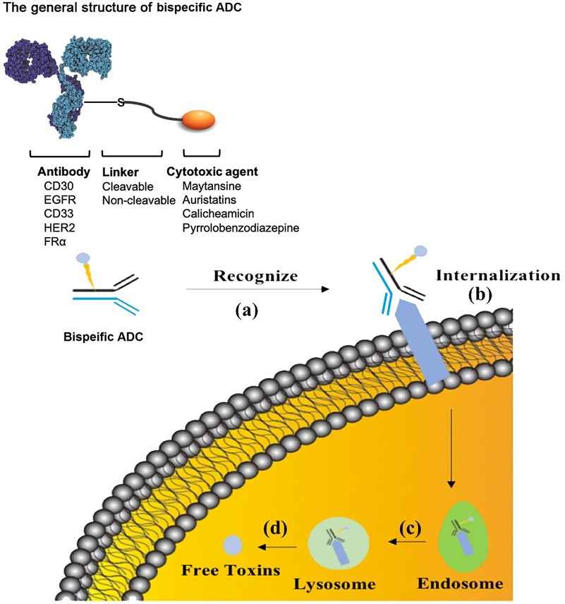 The mechanism of action of bispecific ADCs.