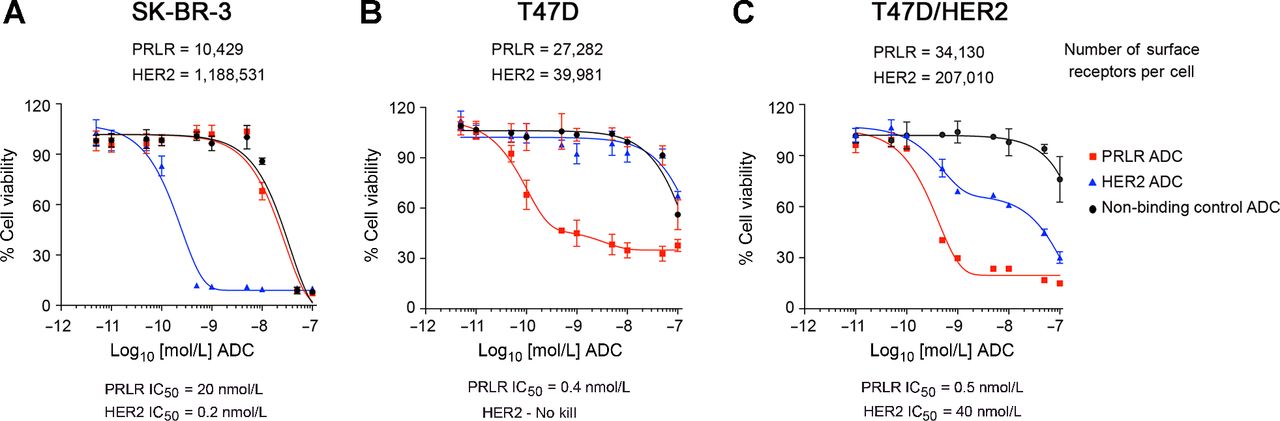 In vitro cell killing evaluation of bispecific antibody targeting HER2 and PRLR.