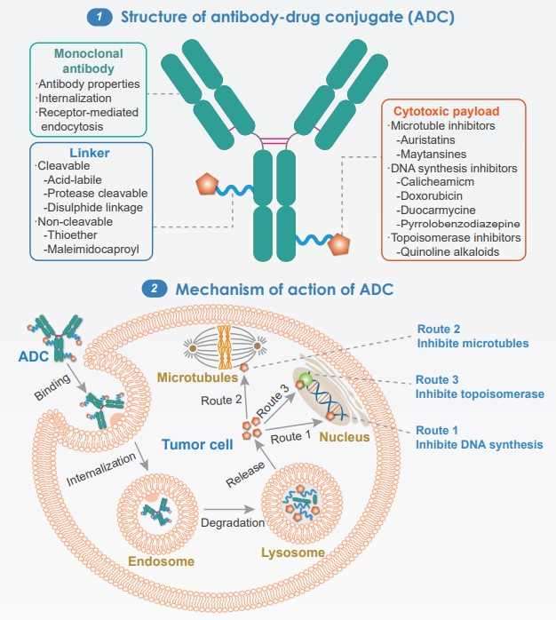 A chart showing ADC clinical trial data and trends.