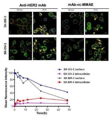 Microscopy image showing antibody internalization into cells.