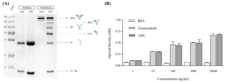 ADC characterization. (A) SDS-PAGE. (B) Effects of MMAE conjugation on trastuzumab binding capacity through cell-based ELISA. 