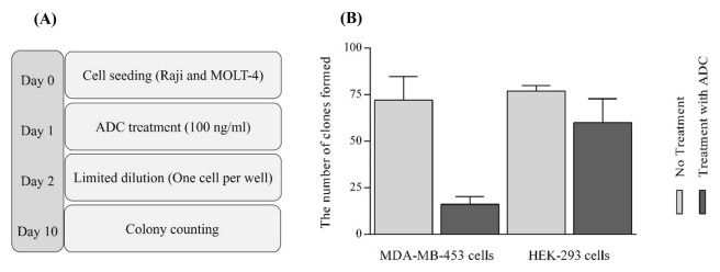 ADC characterization. (A) Schematic diagram of the steps used for colony formation assay. (B) Assessment of MMAE-trastuzumab ADCs on cell proliferation.