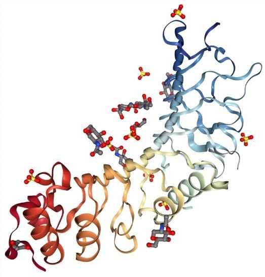 Human 5T4 crystal structure.